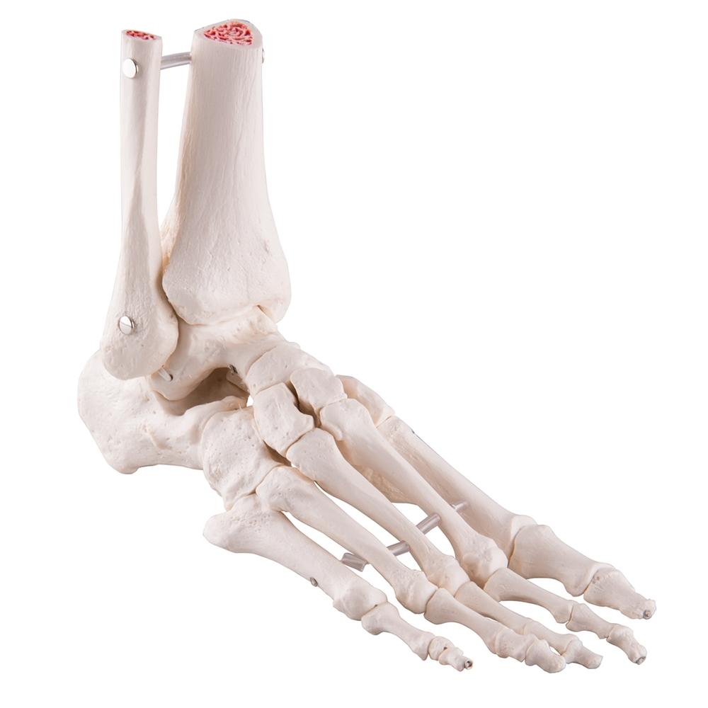human skeleton foot