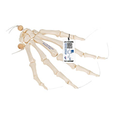 Loose Hand Skeleton Model