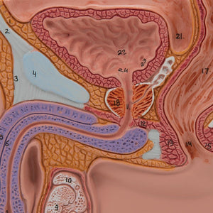 Low-Budget Male Pelvis Section