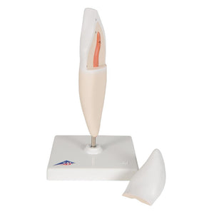 Lower Incisor Model, 2-part