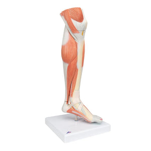 Lower Muscle Leg with detachable Knee, 3 part, Life Size