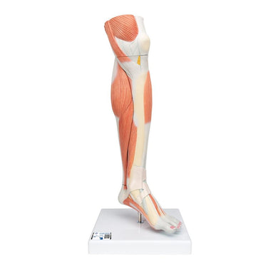 Lower Muscle Leg with detachable Knee, 3 part, Life Size