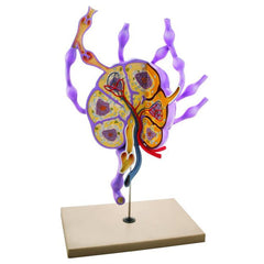 Lymph Nodes Model, 24