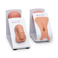 Male and Female Catheterization Training Set