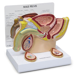 Male Pelvis Cross Section with Testicle - Testicular Cancer Model