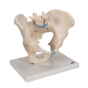 Male Pelvis Model, 3-parts