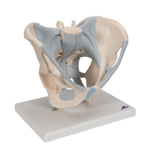 Male Pelvis with Ligaments, 2-part