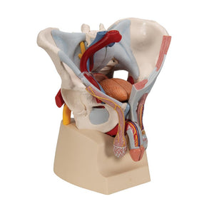 Male pelvis with ligaments, pelvic floor and organs, 7-parts