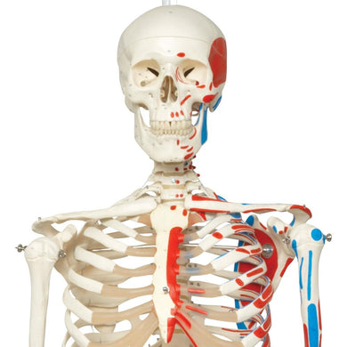 Max Skeleton with Painted Muscle Origins and Inserts on Hanging Stand