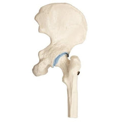 Mini Hip Joint Model