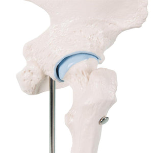 Mini Hip Joint with cross-section, on base