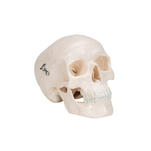 Mini Human Skull, 3 part - Skullcap, Base of Skull and Mandible