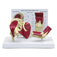 Mini-Joint Set Model with Muscles