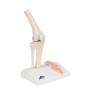 Mini Knee Joint Model with cross section, on base