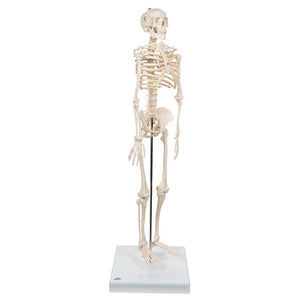 Mini Skeleton Shorty On Pelvic Stand