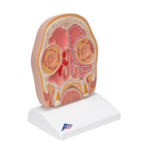 Model of Frontal Section of Human Head (paranasal sinuses)