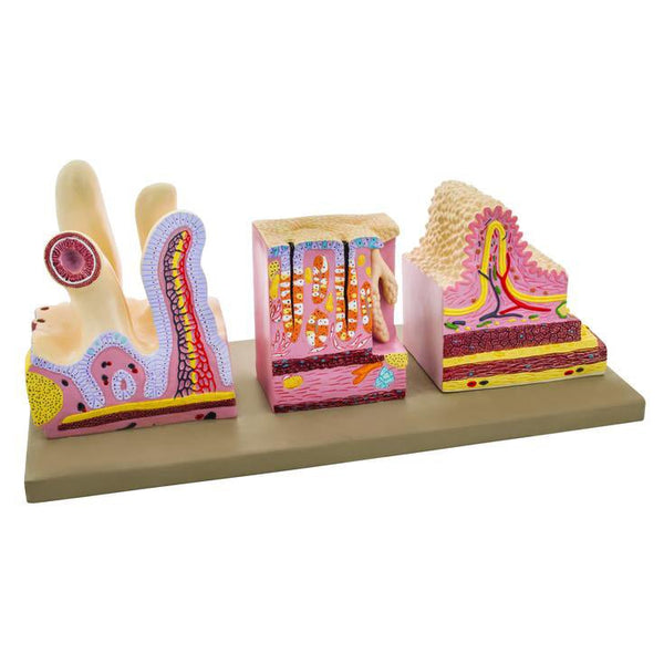 Model of Human Digestive Canal – GTSimulators.com