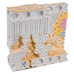 Model of Leaf Structure