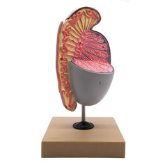 Model of the Human Testis