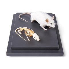 Mouse and Real Mouse Skeleton, Specimens