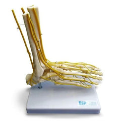 Neuro Foot Model