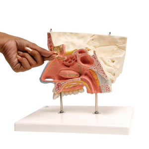 Nose Model with Paranasal Sinuses, 5 part