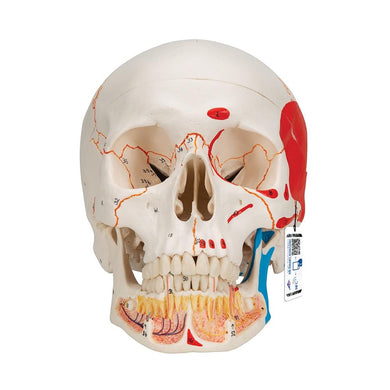 Painted Skull with Opened Lower Jaw, 3 part