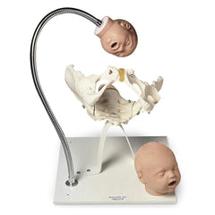 Pelvic Bone with Fetal Heads on Stand