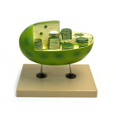 Plant Chloroplast Model