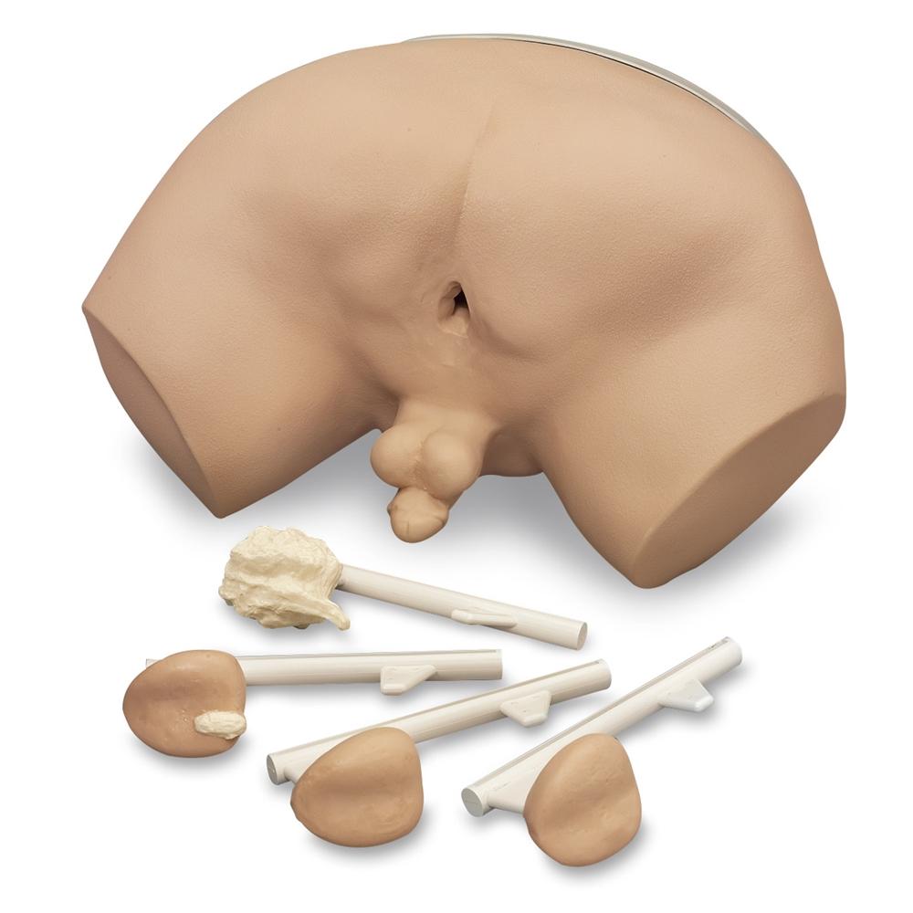 Prostate Examination Trainer 4 stages GTSimulators