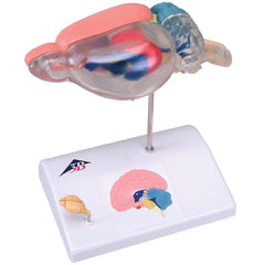 Rat Brain Comparative Anatomy