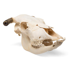 Real Bovine Skull with Horns, Specimen