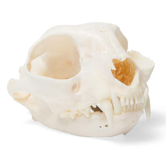 Real Cat Skull, Specimen