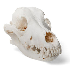 Real Dog Skull, Size M, Specimen