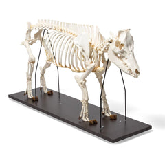 Real Domestic Pig Skeleton, Male, Specimen