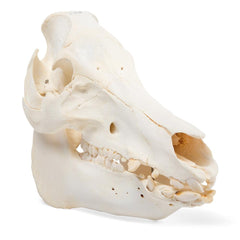 Real Domestic Pig Skull, Male, Specimen