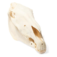 Real Horse Skull, Specimen