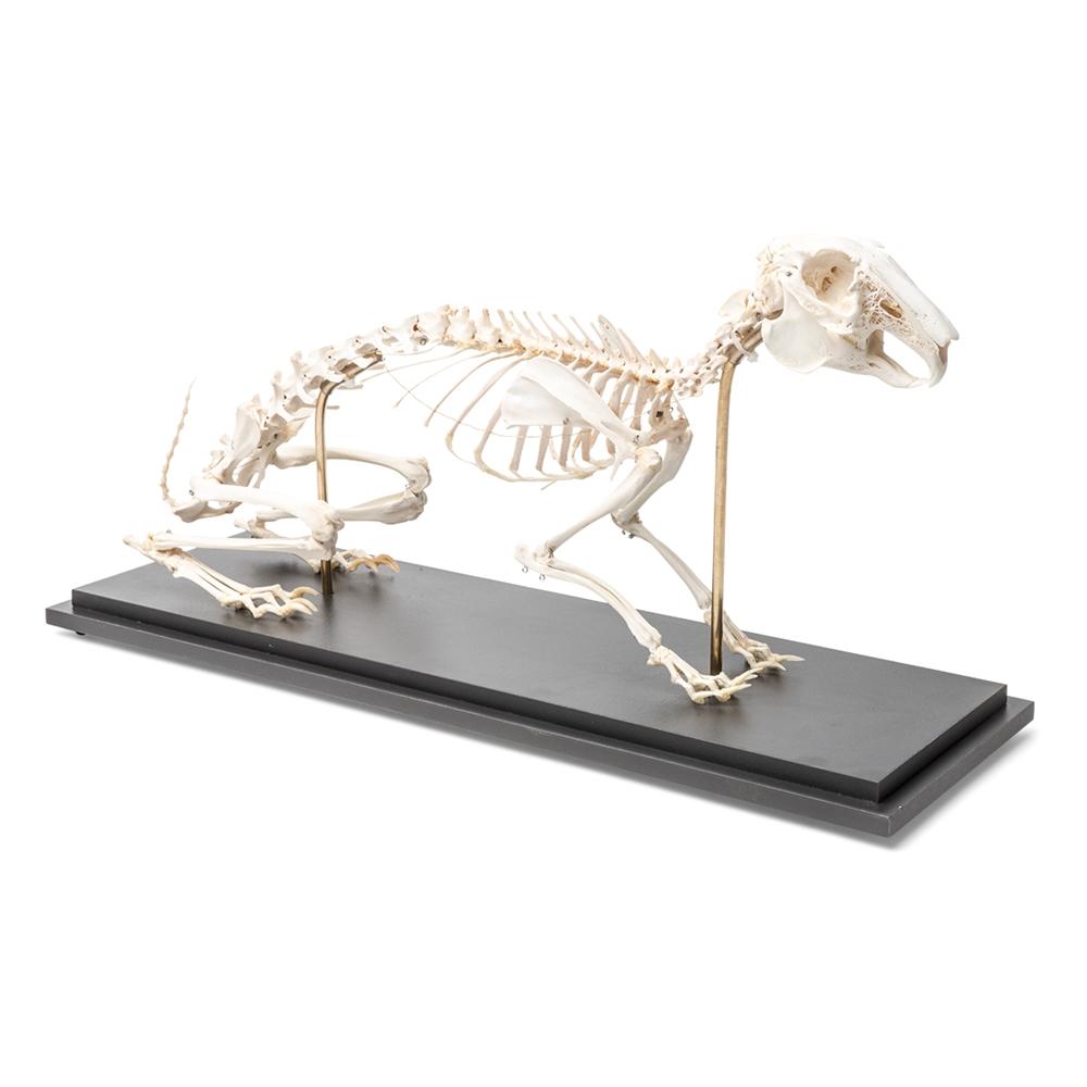 Real Dog Skeleton, Size M, Specimen –