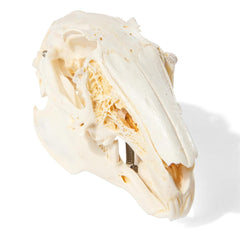 Real Rabbit Skull, Specimen