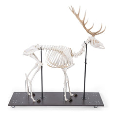 Real Red Deer Skeleton, Male, Articulated