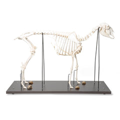 Real Sheep Skeleton, Male, Specimen