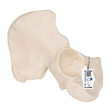 Realistic Replica of the Human Left Hip Bone