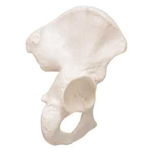 Realistic Replica of the Human Left Hip Bone