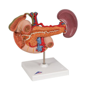 Rear organs of the upper abdomen