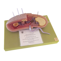 Reconstruction Of A (Gram-Positive) Bacterial Cell