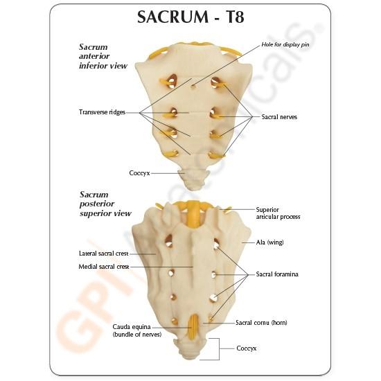 Sacrum T8 Spine with Spinal Cord – GTSimulators.com