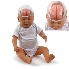 Shaken Baby Demonstration Model