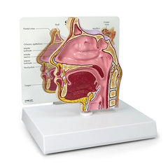 Sinus Cross Section Model