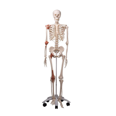 Skeleton Model with Ligaments - Leo