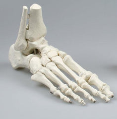 Skeleton of foot with tibia and fibula insertion